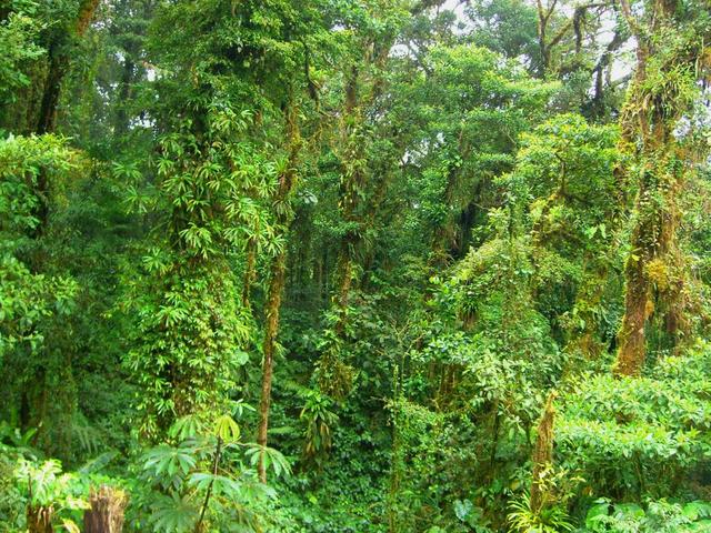 grüner Monteverde NP