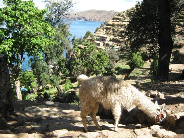 Lama auf der Isla del Sol