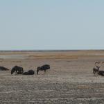 Etosha NP 18