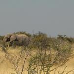 Etosha NP 22