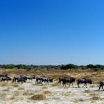 Etosha NP 29