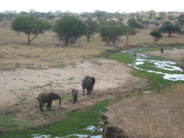 Tarangire Nationalpark