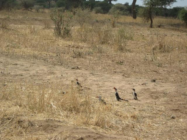 Tarangire Nationalpark