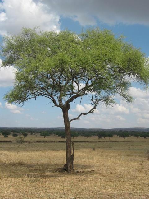 Tarangire Nationalpark