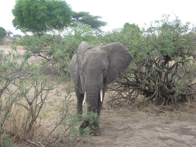 Tarangire Nationalpark