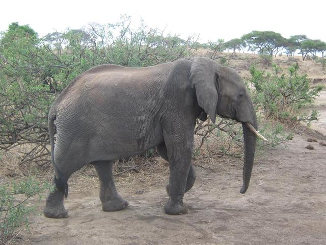 Tarangire Nationalpark