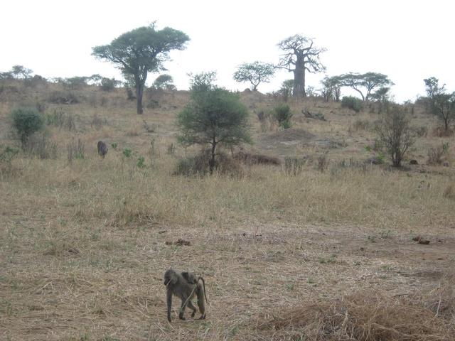 Tarangire Nationalpark