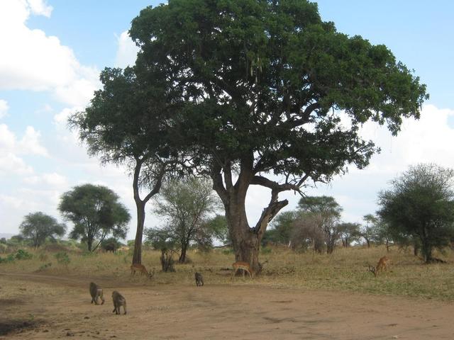 Tarangire Nationalpark