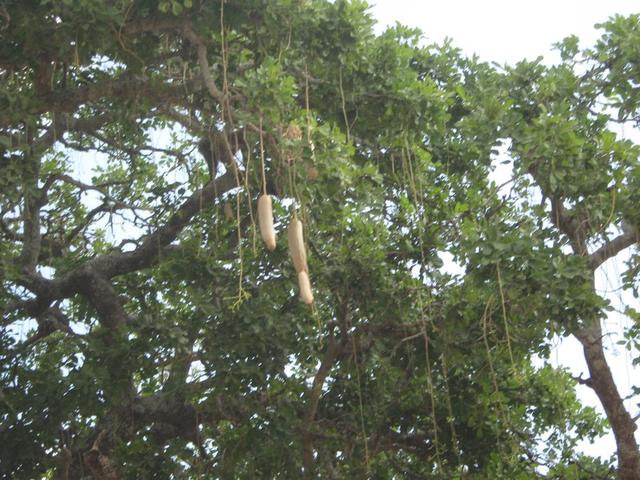 Tarangire Nationalpark