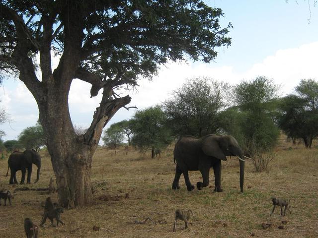 Tarangire Nationalpark