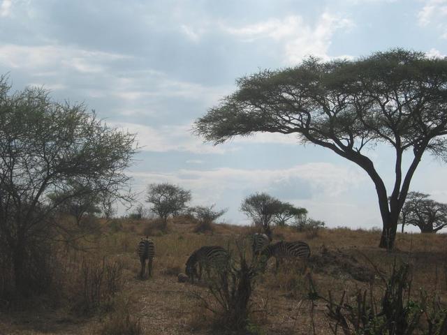 Tarangire Nationalpark