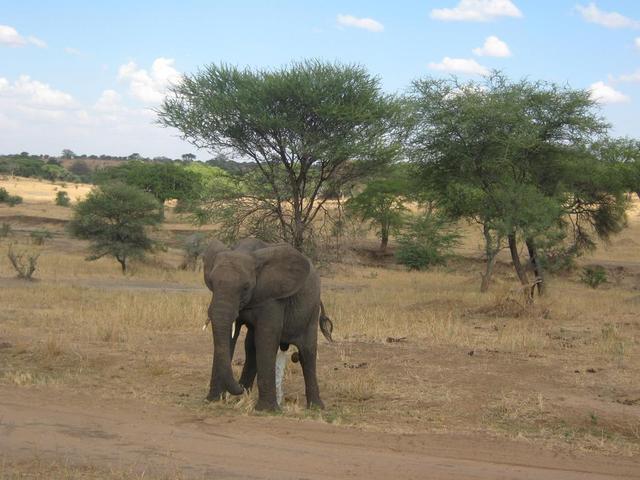 Tarangire Nationalpark