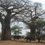 Tarangire Nationalpark