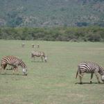 Lake Manyara Nationalpark