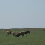 Lake Manyara Nationalpark