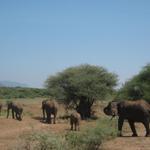 Lake Manyara Nationalpark