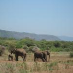 Lake Manyara Nationalpark