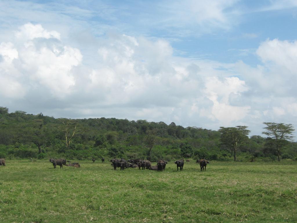 Arusha Nationalpark