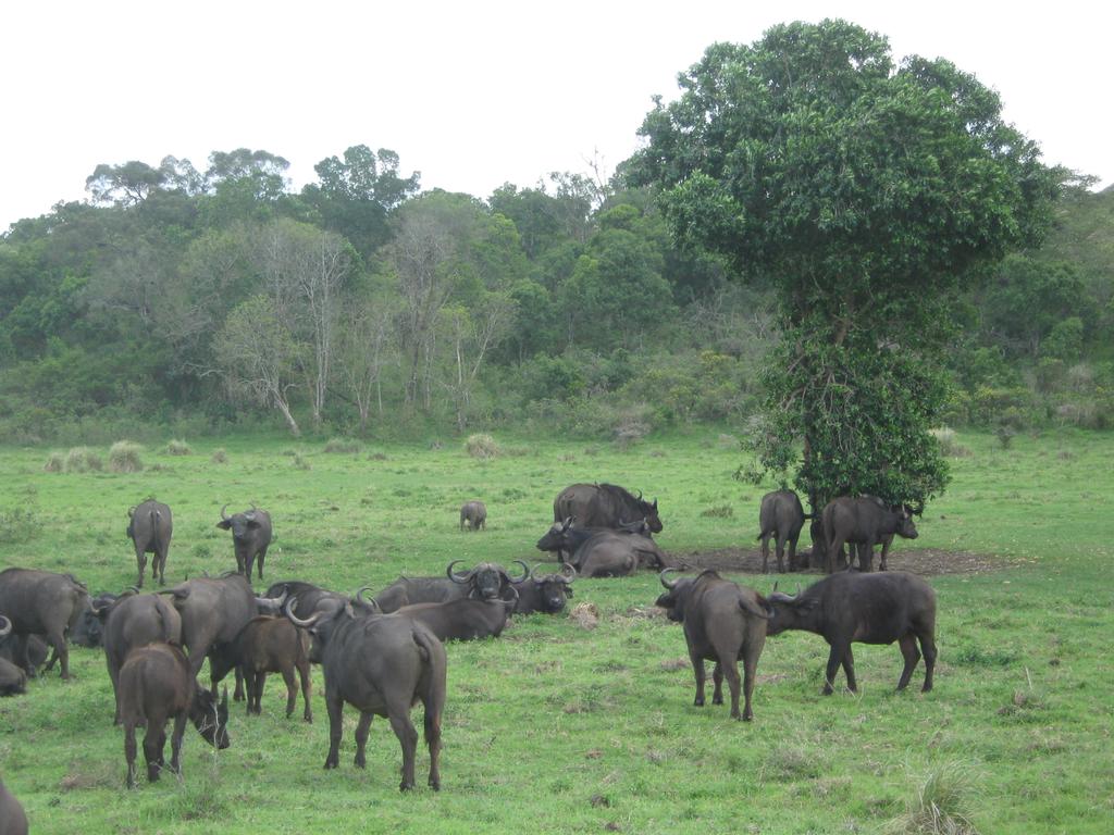 Arusha Nationalpark