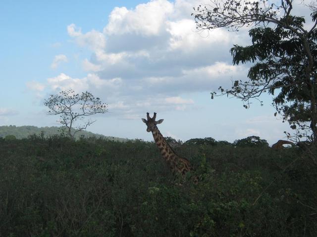 Arusha Nationalpark