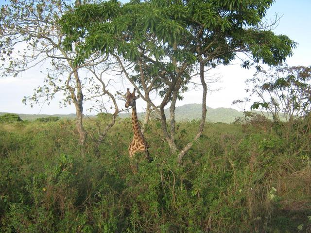 Arusha Nationalpark