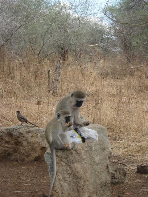 Tarangire Nationalpark