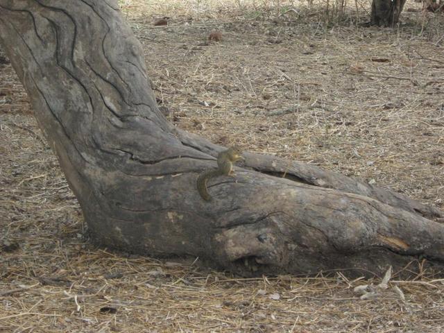 Tarangire Nationalpark